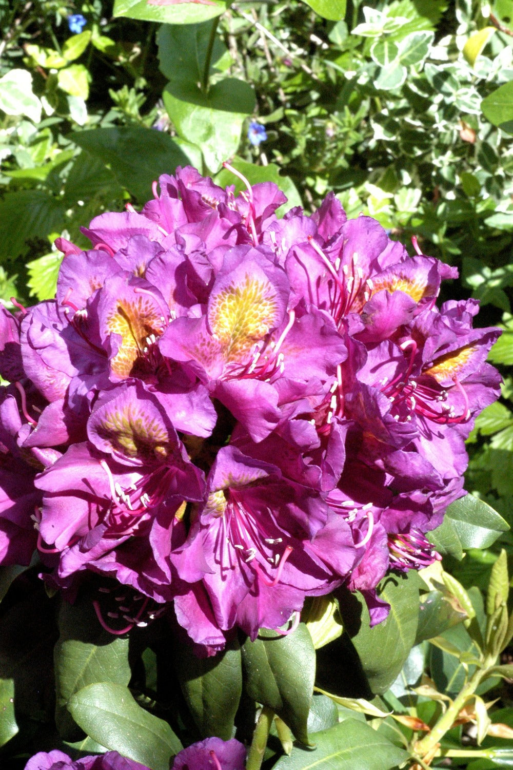  Rhododendron 'marcel Menard' - En Pot De 5 Litres