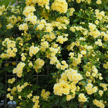  Rosier Grimpant De Banks Jaune - Le Pot / ø 9cm
