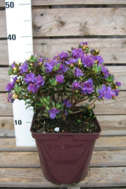  Rhododendron 'azurro' - En Pot De 4 Litres
