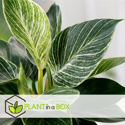  Mélange De Plantes D'intérieur - Set De 3 - Hauteur 25-40cm - ⌀12cm