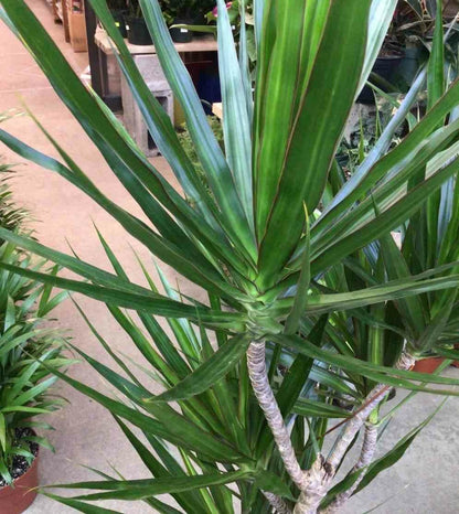  Dracaena Marginata 'vert' (dragonnier) Pot De 3 Litres - 50/60 Cm