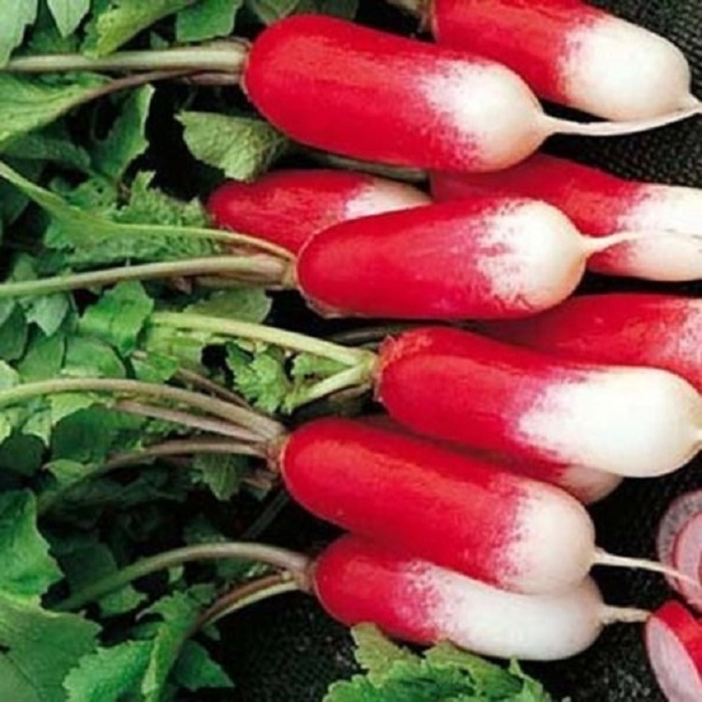  Radis Flamboyant - Ca. 10 Gr (livraison Gratuite)