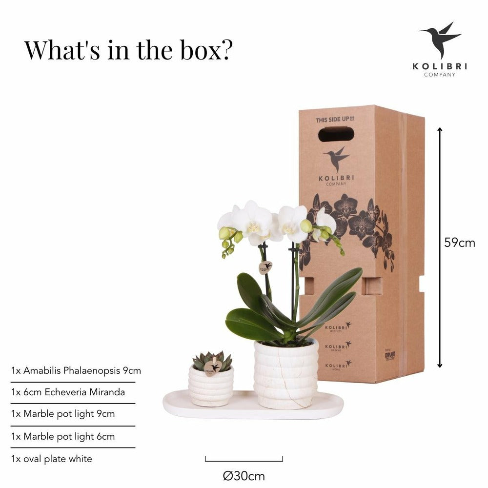  Plante Phalaenopsis Orchidee Et Succulent Avec Pot Céramique