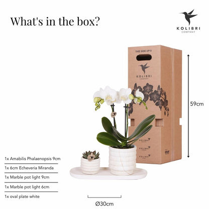  Plante Phalaenopsis Orchidee Et Succulent Avec Pot Céramique