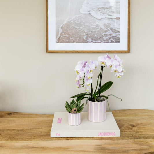 Kolibri Orchids Phalaenopsis Rose Orchidée Portugal + Painted Stripe Pot Rose - Taille Du Pot 9cm