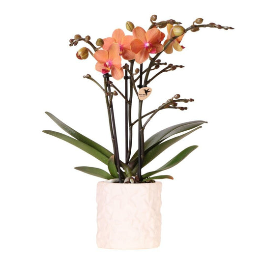  Kolibri Orchids Orchidée Orange Bolzano + Pot De Fleurs Star Fish - Taille Du Pot 9cm