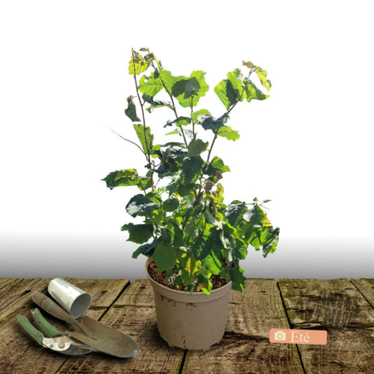  Noisetier Merveille De Bollwiller/[-]pot De 7,5l - 60/80 Cm