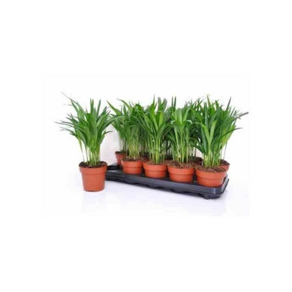  Chrysalidocarpus Lutescens (aréca, Palmier D'arec, Palmier Doré) Pot De 2 Litres ? 40/60 Cm