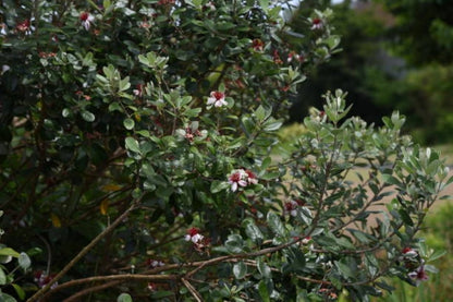  Feijoa Sellowiana - Pot 4 L