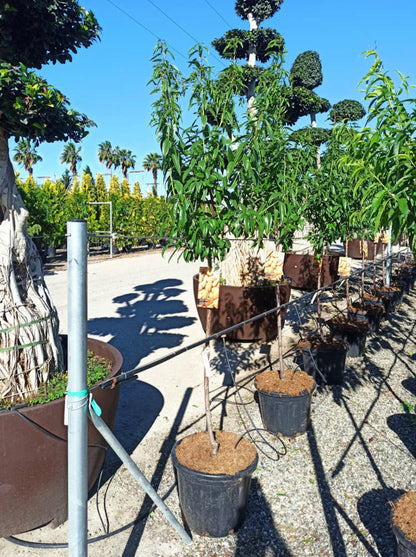  Prunus Dulcis (amandier) Pot De 30l -160/180 Cm