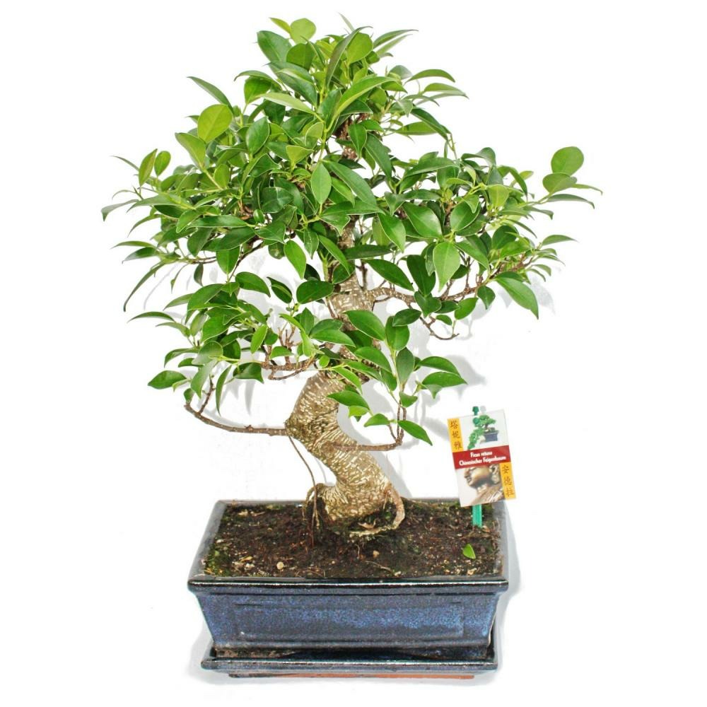  Figuier Chinois Bonsaï - Ficus Retusa - Env. 10 Ans