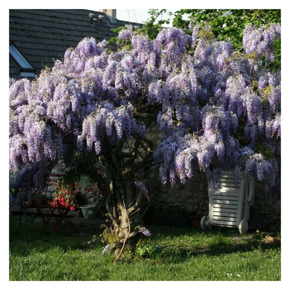  Glycine De Chine/[-]godet - 5/20 Cm