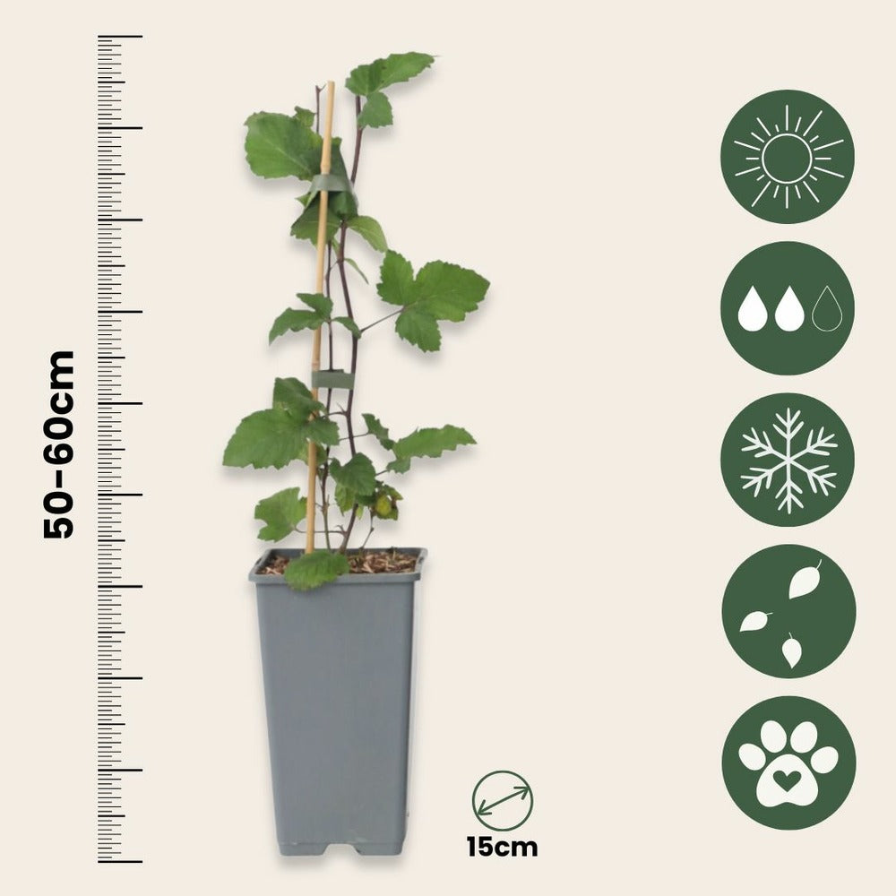  Groseillier à Grappes - Set De 4 - Ribes Rubrum - Hauteur 50-60cm - ⌀15cm