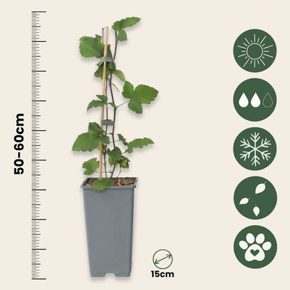  Groseillier à Grappes - Set De 4 - Ribes Rubrum - Hauteur 50-60cm - ⌀15cm