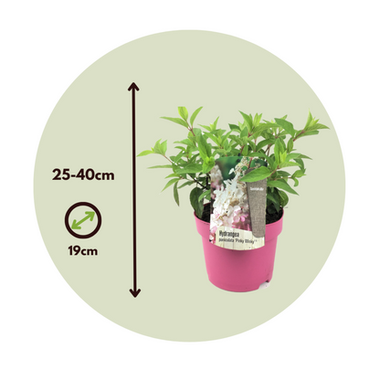  Hortensia - Hydrangea Paniculata 'pinky Winky' - Hauteur 25-40cm - ⌀19cm