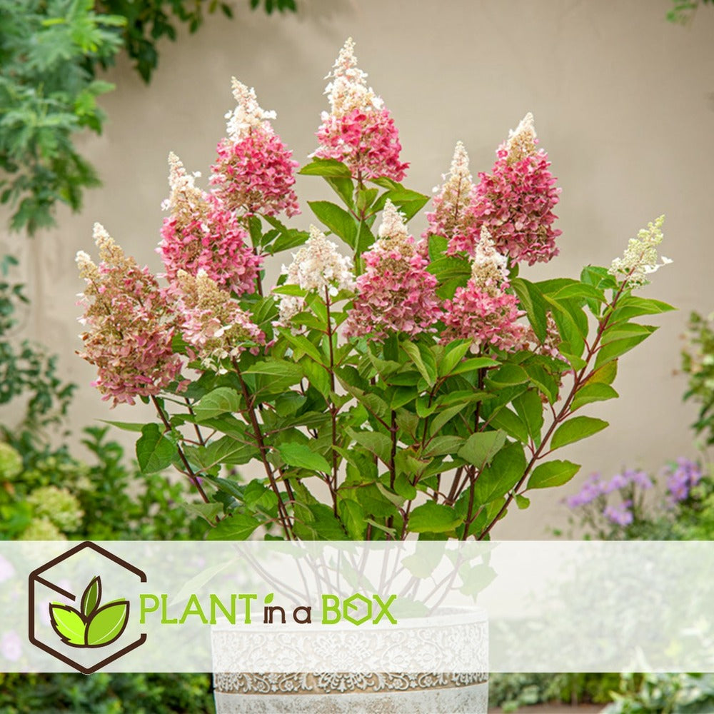  Hortensia - Set De 3 - Hortensia Paniculata - Hauteur 25-35cm - ⌀9cm