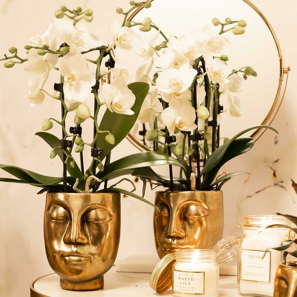  Orchidées Colibri | Orchidée Phalaenopsis Blanche - Niagara Fall - Pot 9cm | Plante D'intérieur En Fleurs - Fraîche Du Producteur