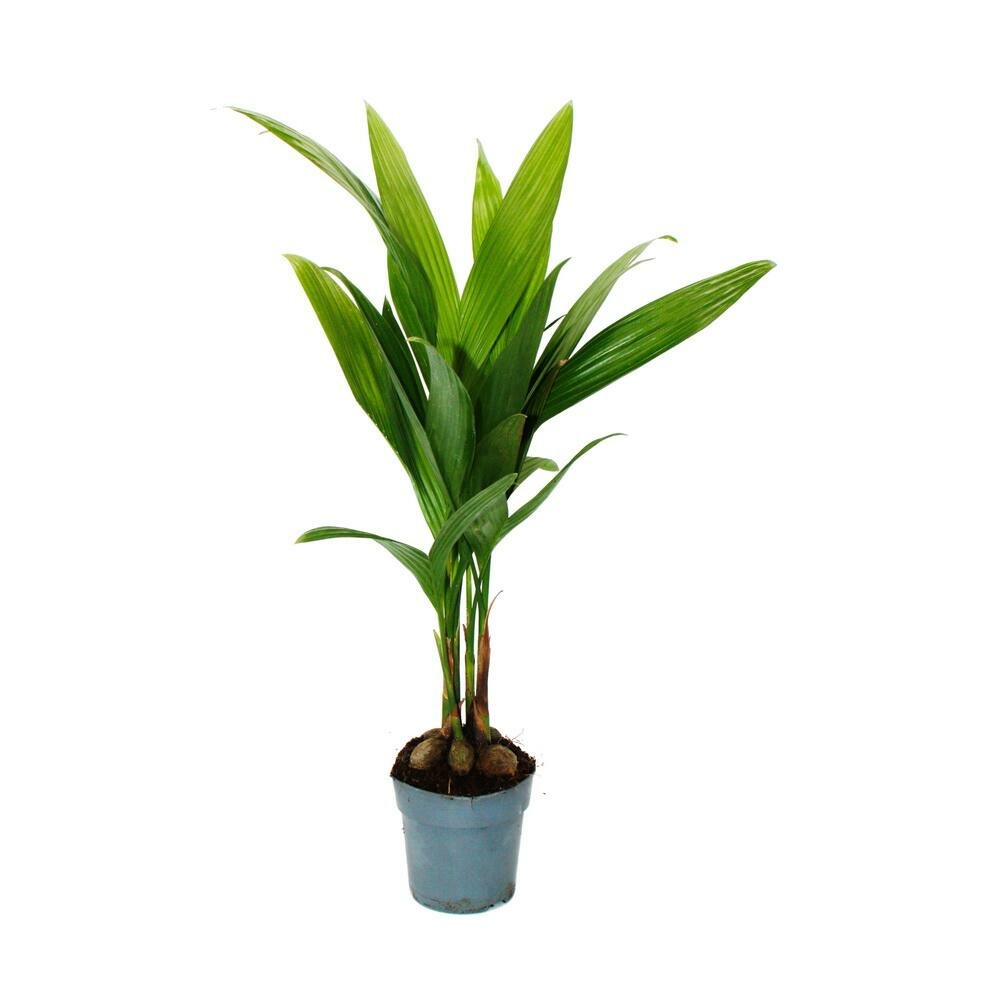  Betelnusspalme - Areca Catechu - Zimmerpalme - Betelpalme - 12cm Topf