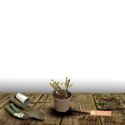  Rosier Arbustif Voluptia® Crazy Pink™ 'noa16071'/[-]pot De 3l - 30/60 Cm