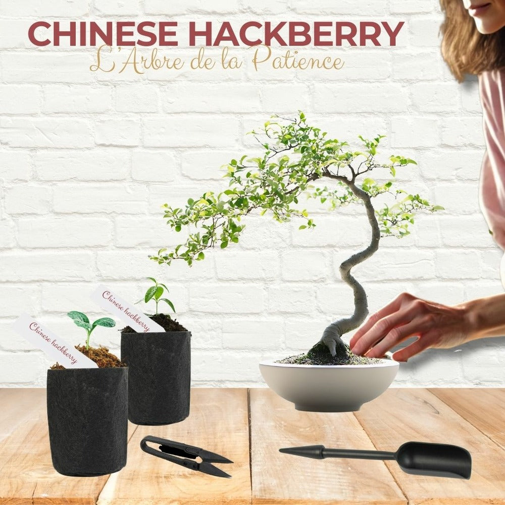  Cultivea - Kit First Bonsai Hackberry Avec Accesoires