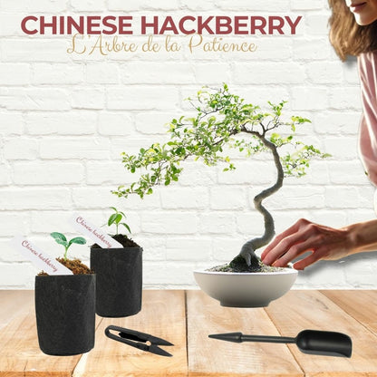  Cultivea - Kit First Bonsai Hackberry Avec Accesoires