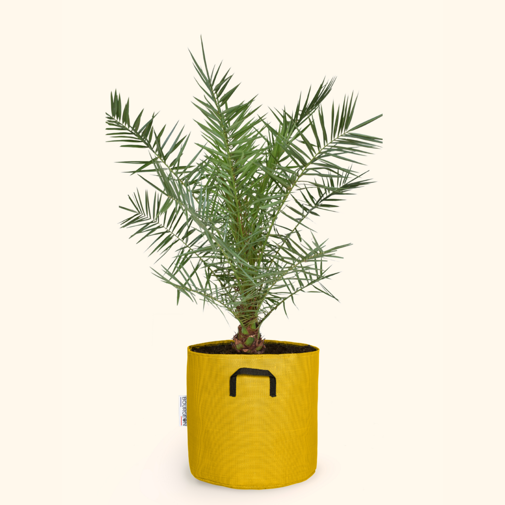  Dattier Des Canaries - Phoenix Canariensis 90cm + Pot Respirant Jaune ø30cm
