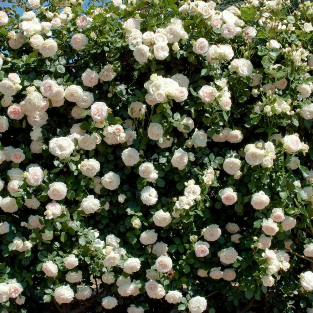 Rosier Grimpant Palais Royal® 'meiviowit' - Prêt à Fleurir/[-]pot De 5 Litres - Prêt à Fleurir