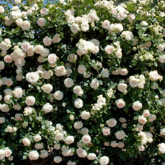  Rosier Grimpant Palais Royal® 'meiviowit' - Prêt à Fleurir/[-]pot De 5 Litres - Prêt à Fleurir