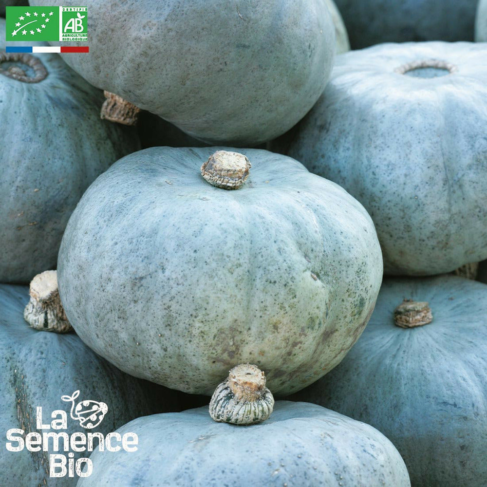  Courge Potiron Bleu De Hongrie - Graines Bio