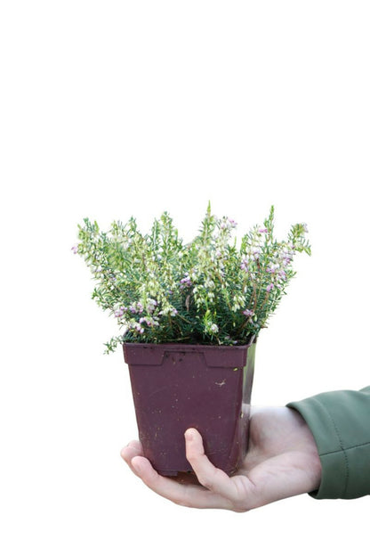  Bruyère D'hiver 'darley Dale' - En Pot De 1 Litre