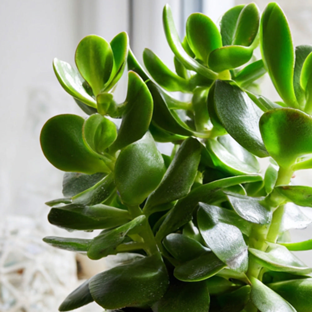  Arbre à Jade - Crassula Ovata - Hauteur 15-25cm - ø12cm