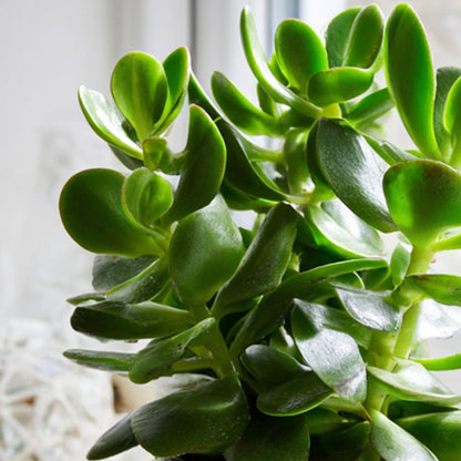  Arbre à Jade - Crassula Ovata - Hauteur 15-25cm - ø12cm