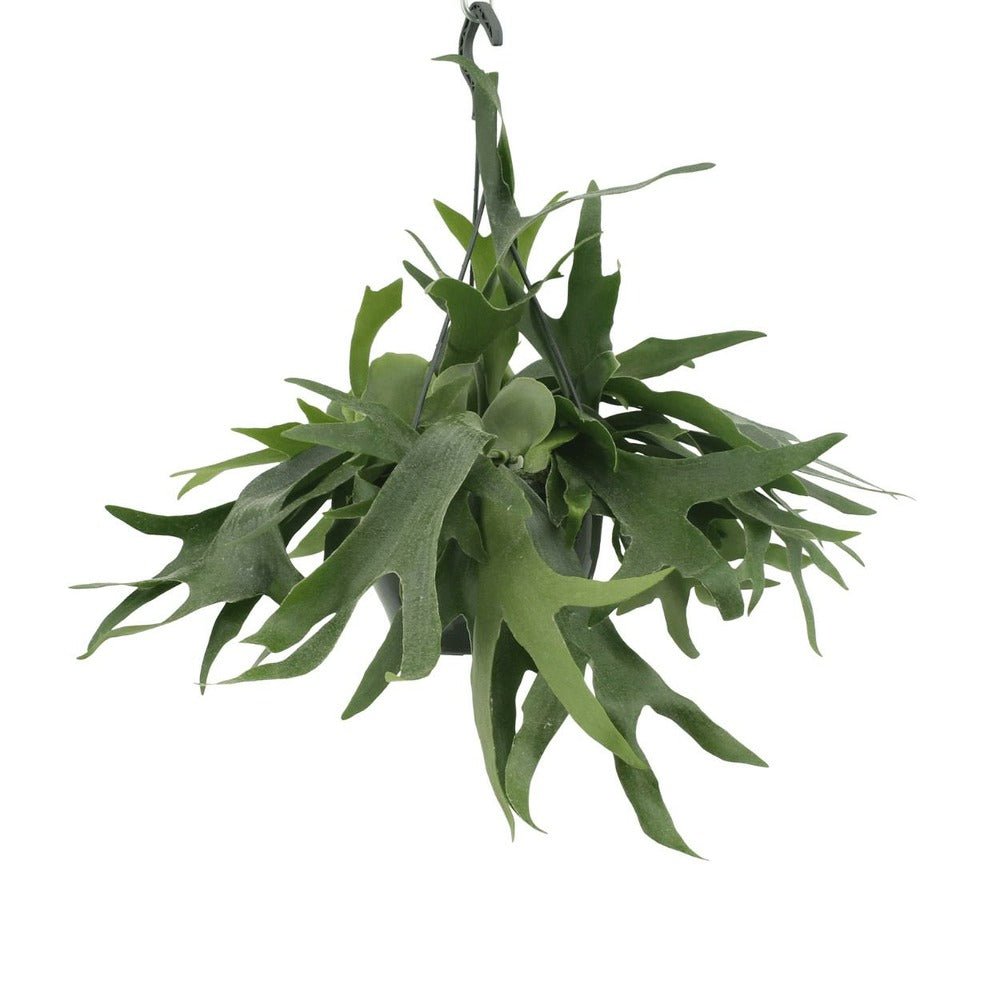  Fougère De Cerf - H50cm, ø21cm - Plante D'intérieur Tombante