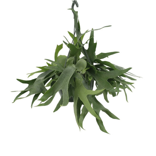 Fougère De Cerf - H50cm, ø21cm - Plante D'intérieur Tombante