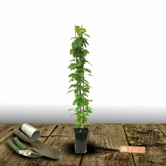  Clématite Viticella Venosa/[-]pot De 3l - Echelle Bambou 60/120 Cm