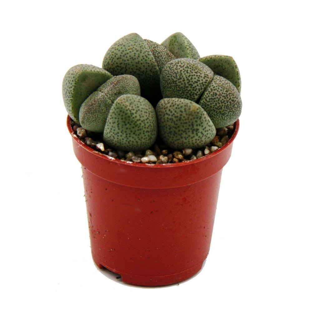 Pleiospilos Nelii - Living Stone - Living Granite - En Pot De 5,5 Cm