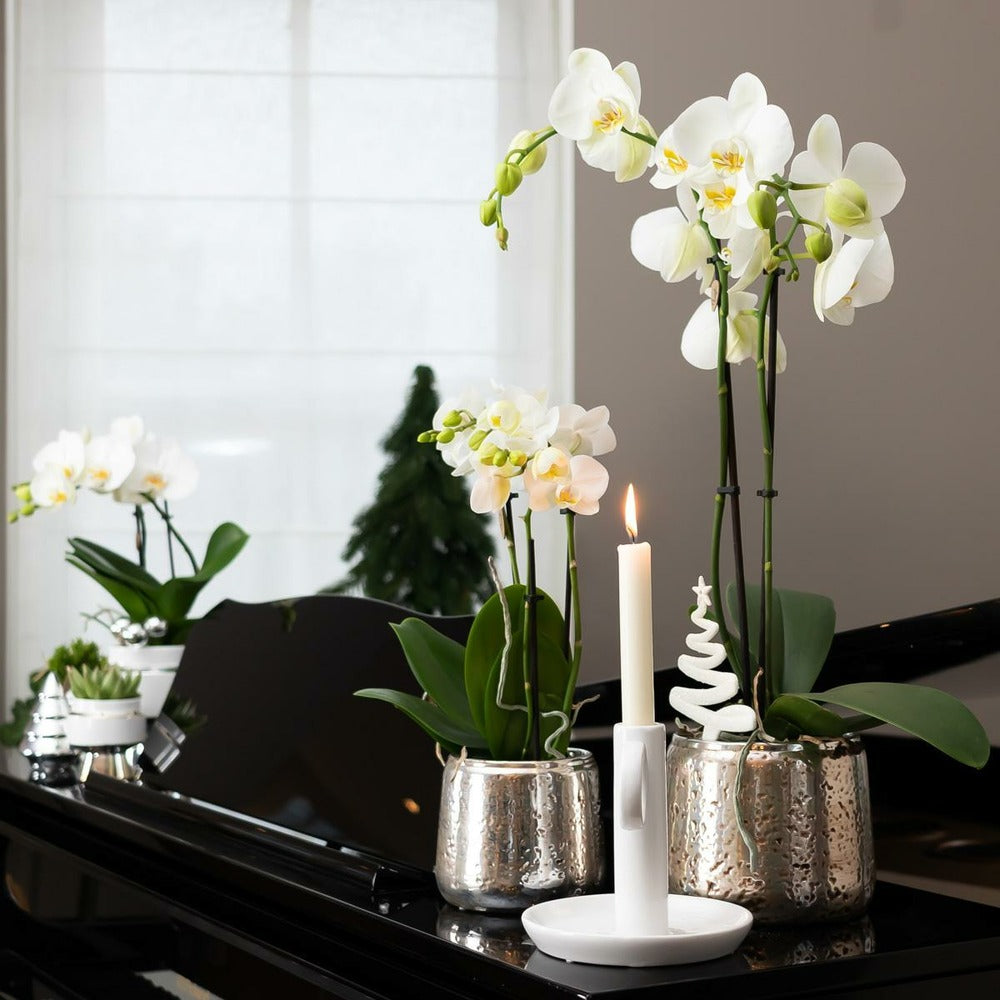  Orchidée Phalaenopsis Blanche En Pot Argenté Amabilis 35cm - Plante D'intérieur