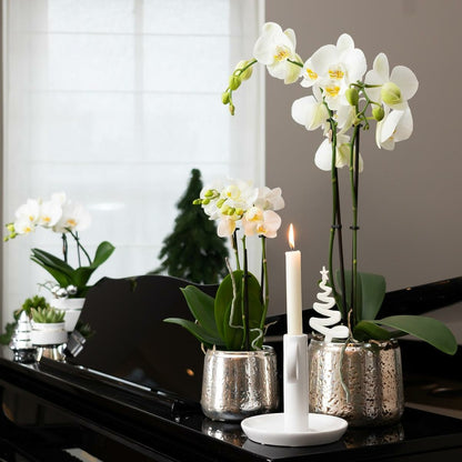  Orchidée Phalaenopsis Blanche En Pot Argenté Amabilis 35cm - Plante D'intérieur