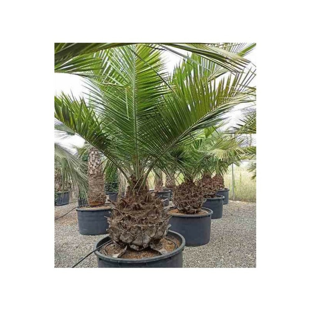  Jubaea Chilensis (cocotier Du Chili, Palmier à Miel, Palmier à Vin) Spécimen Pot 500l - 175/200cm - Pied 70/80