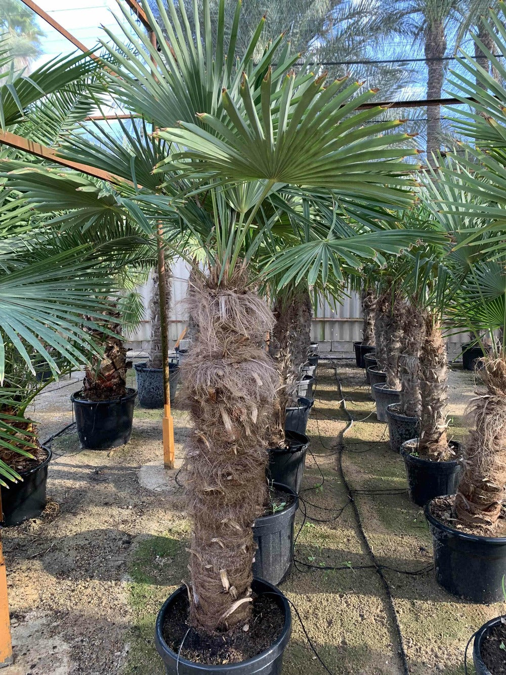  Trachycarpus Fortunei (palmier Chanvre)- Doubletroncs - Tronc A 40-60 Cm - Tronc B 30-50 Cm