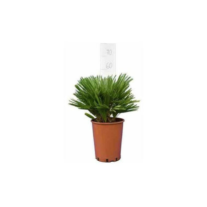  Chamaerops Humilis Var. Cerifera (palmier Doum Bleu) Spécimen- Pot De 180l 175/200cm