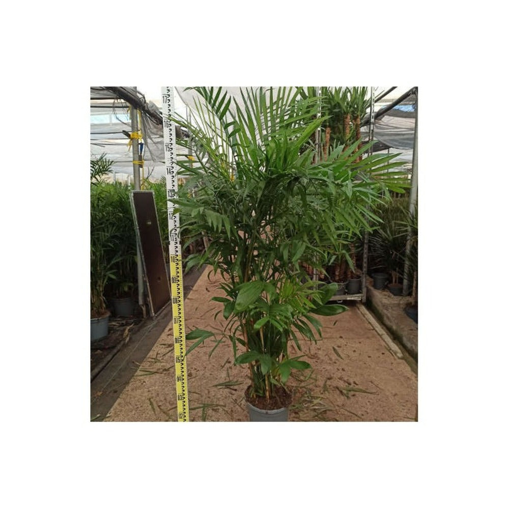  Chamaedorea Seifrizii (palmier Nain De Seifriz) Pot De 1 Litre - 50/60 Cm