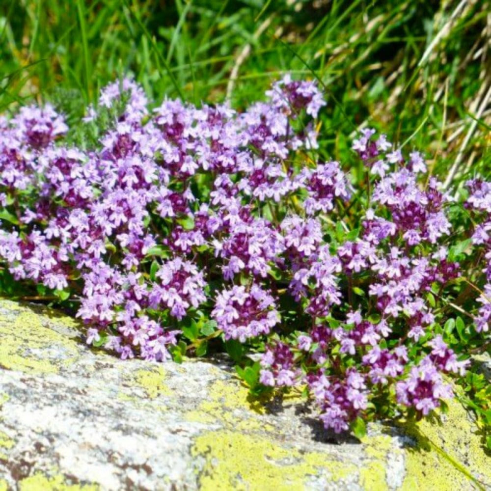  Thym (thymus Officinalis)