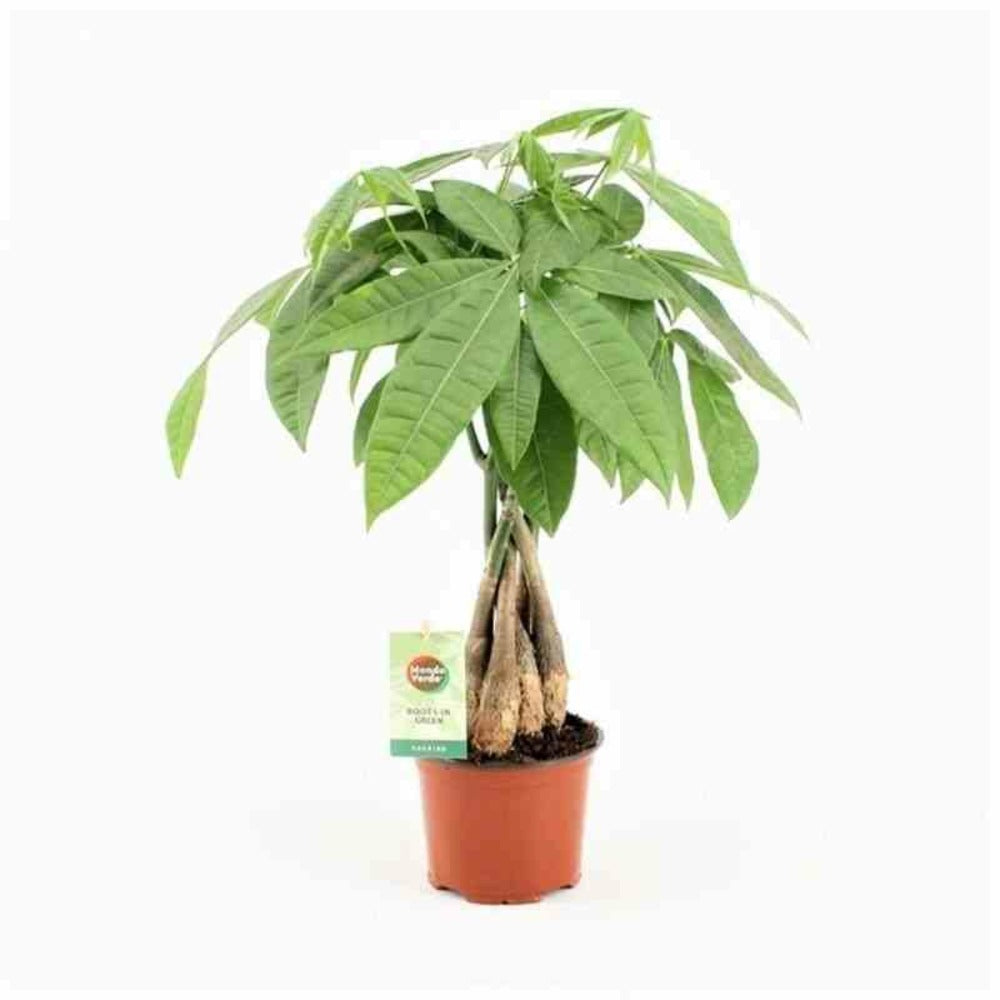  Pachira Aquatica Spécimen (noix De Malabar, Châtaignier De Guyane, Cacaoyer-rivière) Pot De 15l 190/210cm