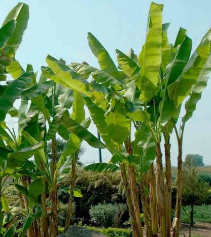  Musa Basjoo X Hybridum (bananier Rustique)- Pot De 7 Litres ? 80/100 Cm