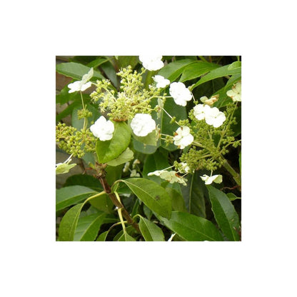  Hortensia Grimpant Seemanii/[-]pot De 3l - Echelle Bambou 60/120 Cm