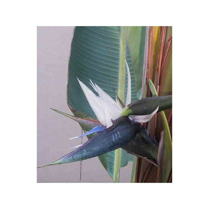  Strelitzia Nicolai (oiseaux Du Paradis Géant) Pot De 2 Litres ? 30/40 Cm -
