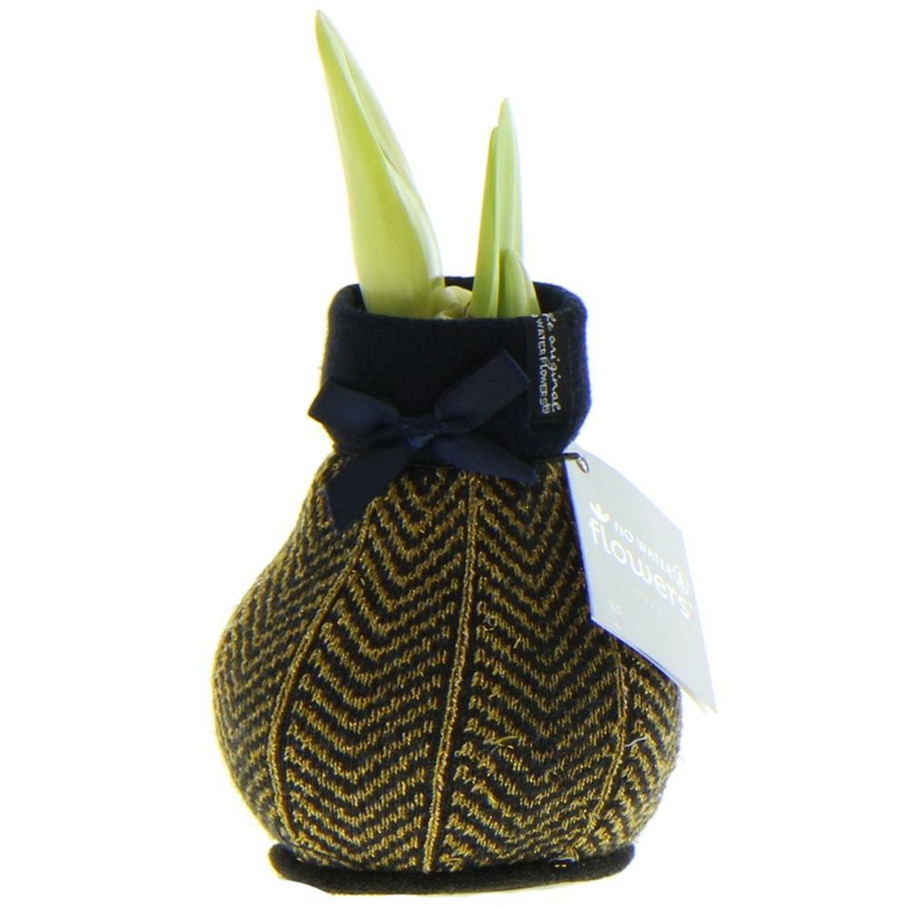  Bulbe D'amaryllis Dans Les Chaussettes D'hiver "fashion Elegant" Motif Or
