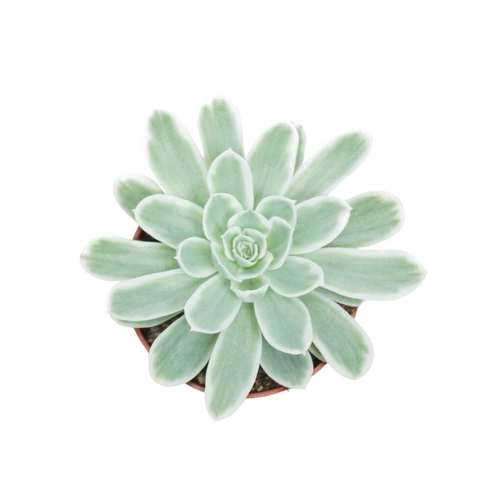  Echeveria Lemon Lime Rarité Succulente Facile D'entretien Pot 10,5cm