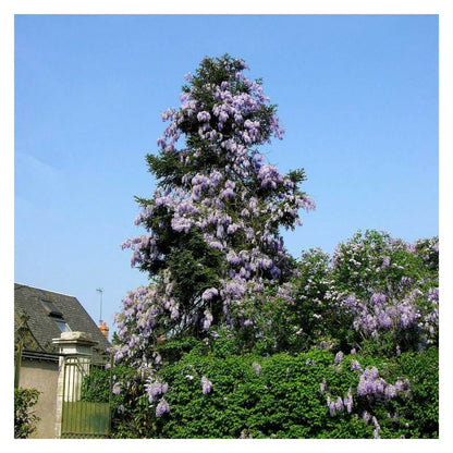  Glycine De Chine/[-]godet - 5/20 Cm